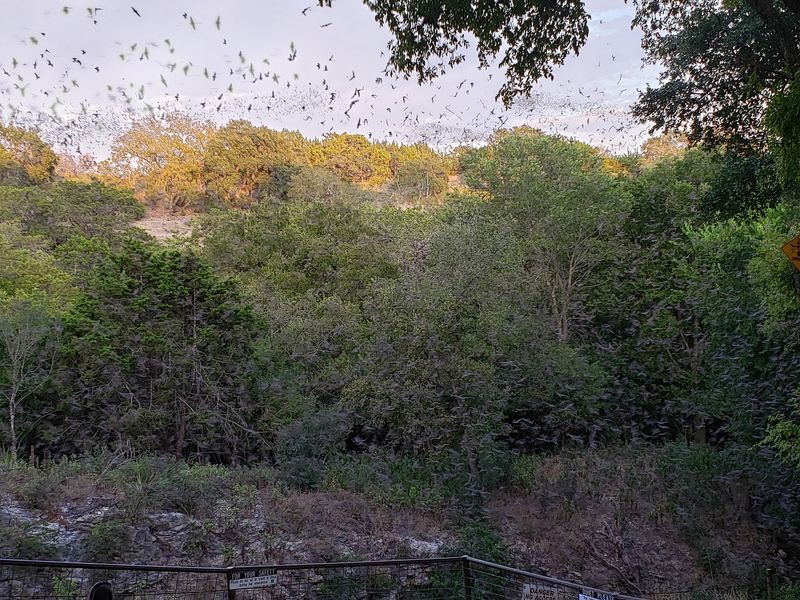 The Feel of a Bat Night