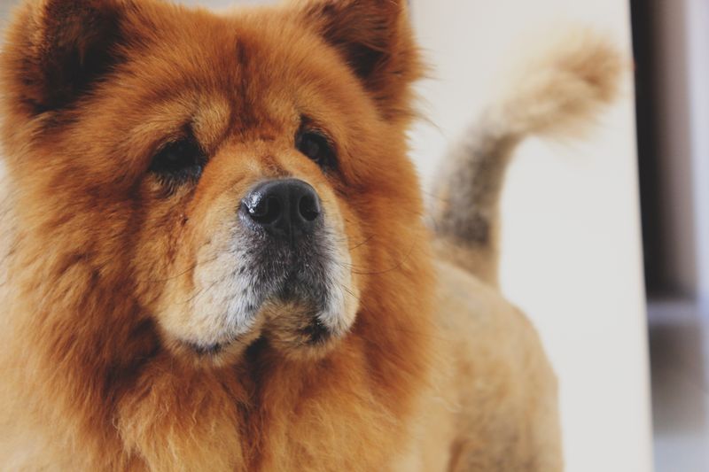 Stop Trusting “Tail Wagging” - 10 Breeds People Misread in Viral Body-Language Posts 10 Chow Chow