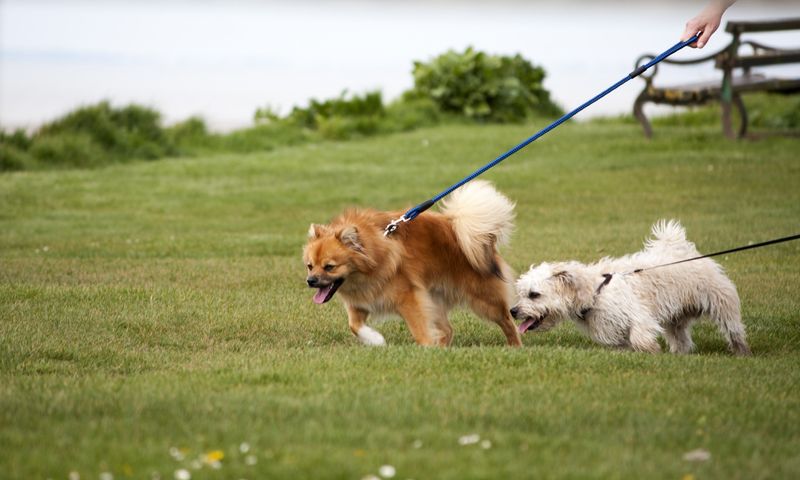 Following the Tug of the Leash