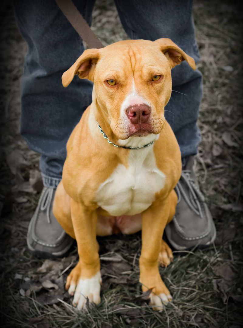 19 dog behaviors that look cute but can be signs of anxiety 7 Tail tucked low