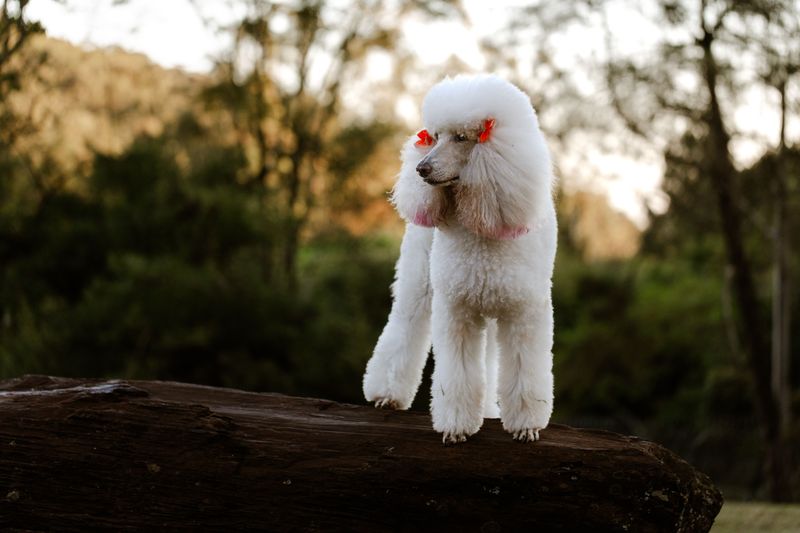 Give these dogs a puzzle instead of another ordinary toy and watch what happens 3 Poodle - The Graceful Problem Solver