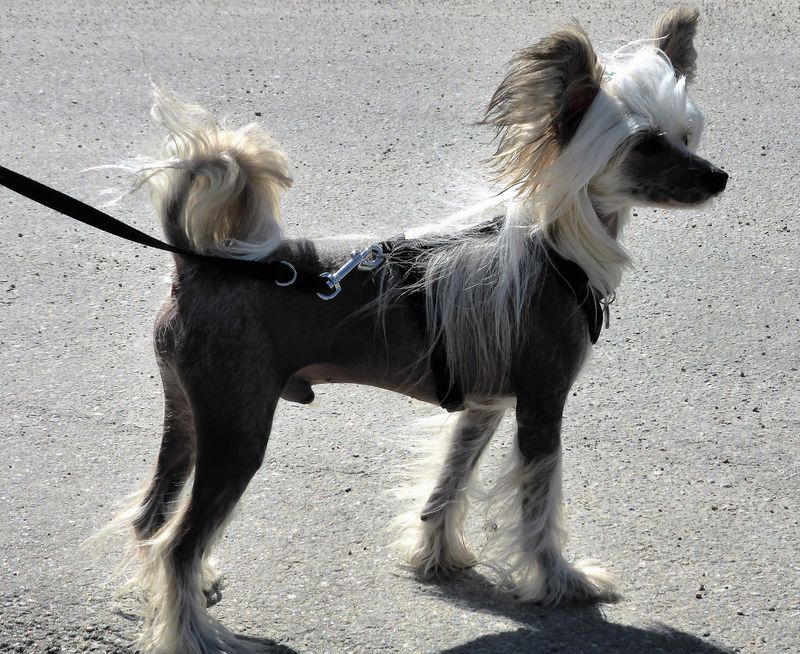 If ordinary dogs bore you, these 11 breeds bring serious personality 8 Chinese Crested