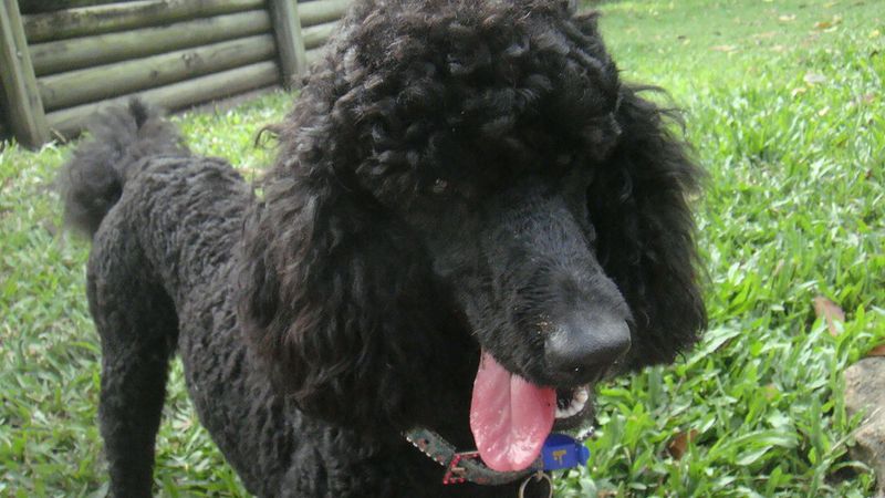 One of the smartest dog breeds alive