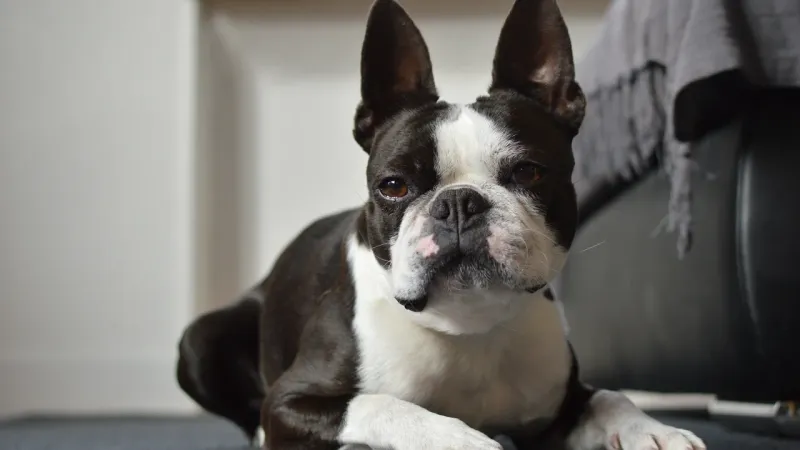 Some dogs impress you with intelligence or athleticism - These breeds tend to win people over by being genuinely pleasant company 5 Boston Terrier