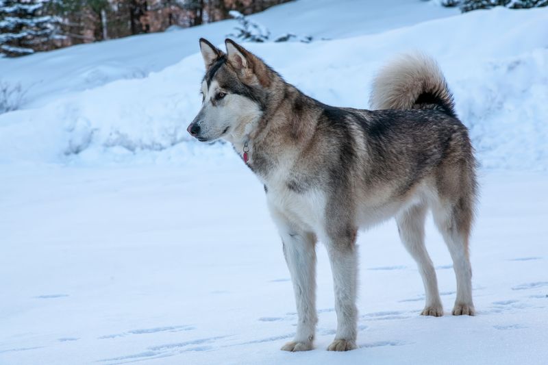 Some dog breeds choose cool floors for reasons many owners misunderstand 3 Alaskan Malamute