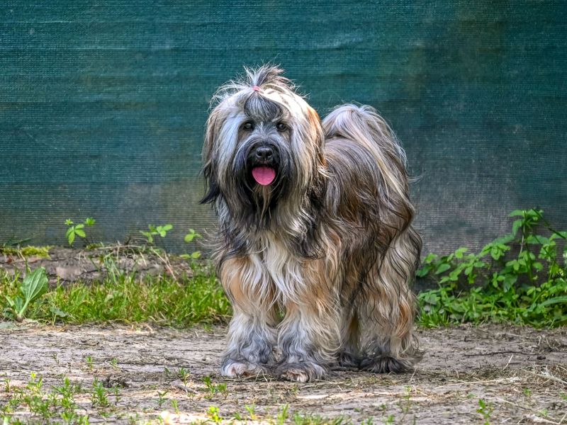 Briard