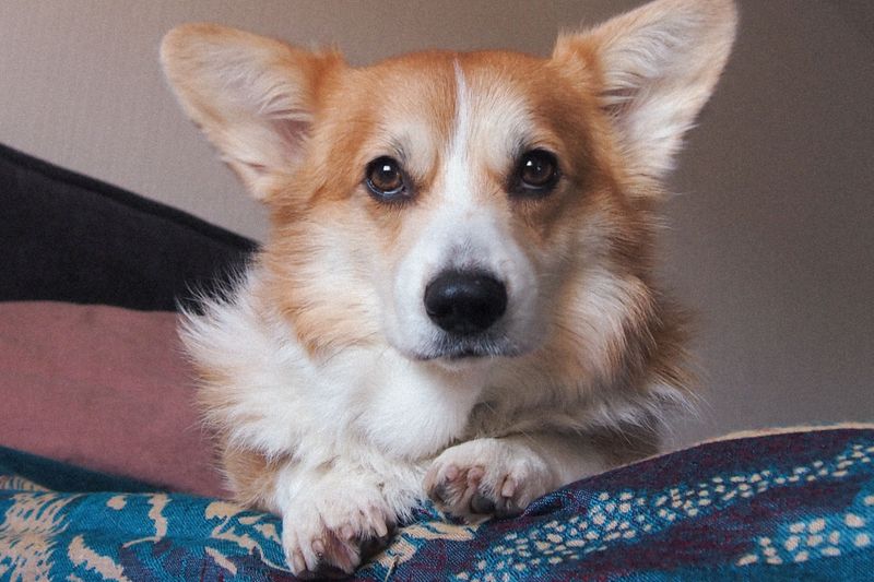 These dog breeds have a way of turning an ordinary homecoming into the biggest event of the day 11 Pembroke Welsh Corgi