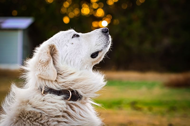 That dog doing absolutely nothing in the corner? It may be watching everything 7 Great Pyrenees