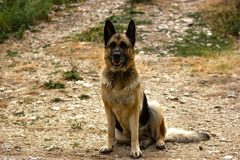 German Shepherd