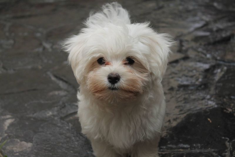 10 small dog breeds that form an unbreakable bond with just one person 9 Maltese