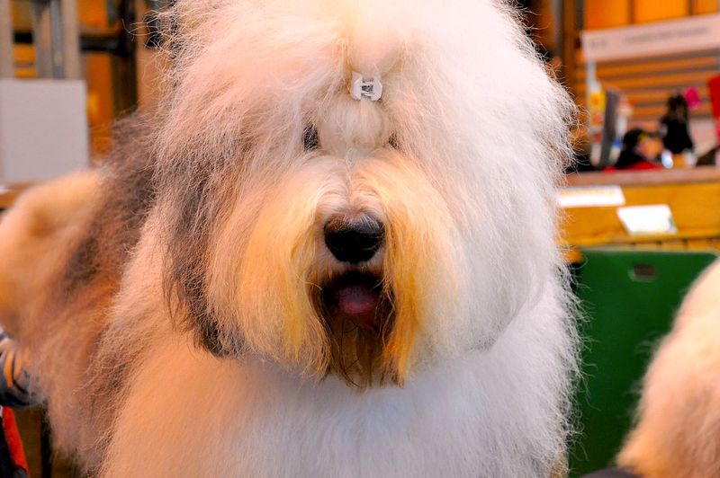 Old English Sheepdog