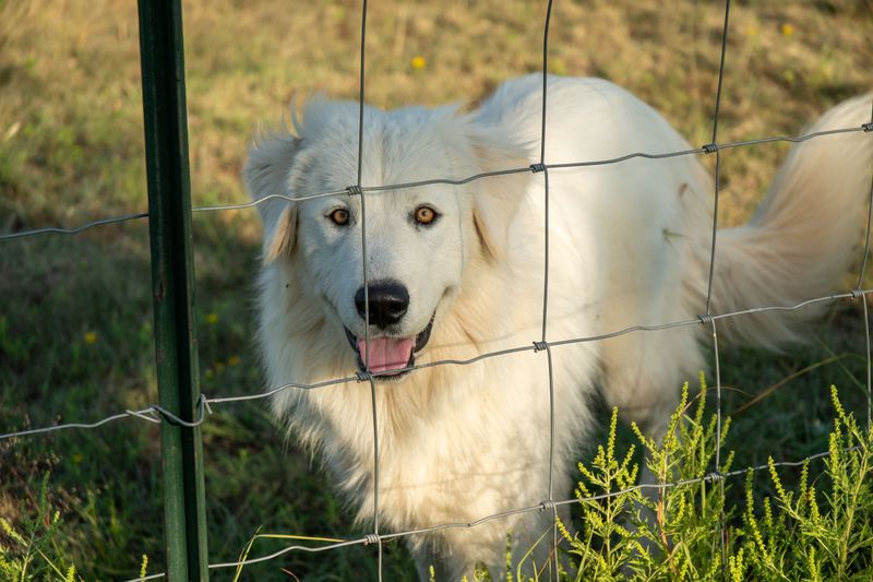 Think ignoring a dog will make it beg for your attention? These breeds may ignore you right back 9 Great Pyrenees