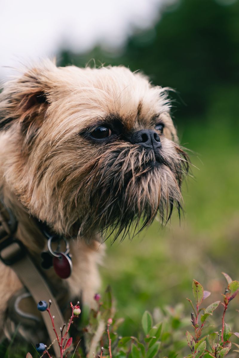 10 dogs whose resting face could make a cheerful personality look permanently disappointed 11 Brussels Griffon: The Bearded Critic