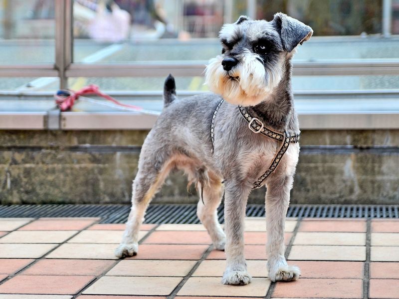 A well-planned routine helps these dog breeds flourish indoors 7 Miniature Schnauzer
