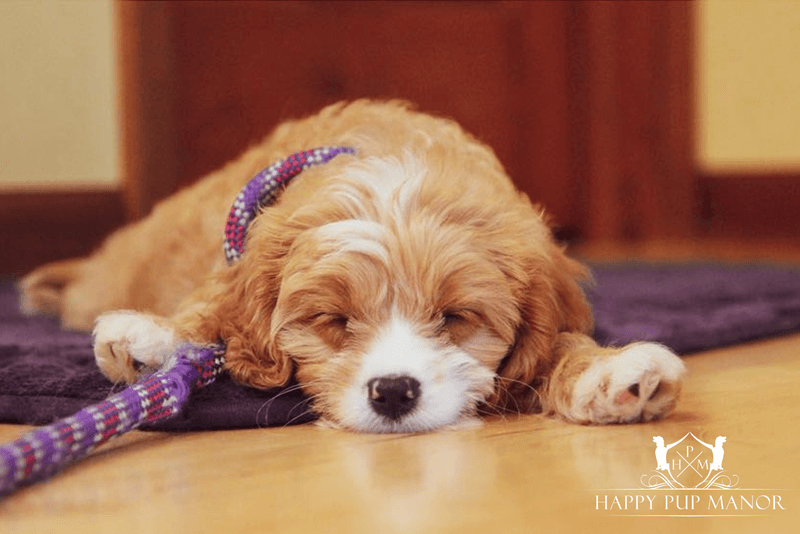 The Crate Debate Is Back - 11 Red Flags Your Dog Isn’t “Settling,” They’re Panicking 5 High-pitched escalating vocalizing