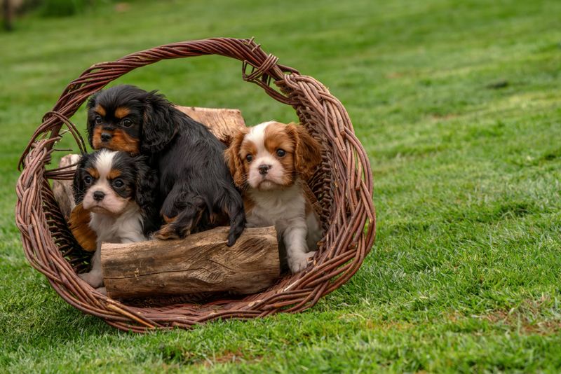These 12 dog breeds would rather spend one perfect afternoon with you than meet a hundred new people 7 Cavalier King Charles Spaniel