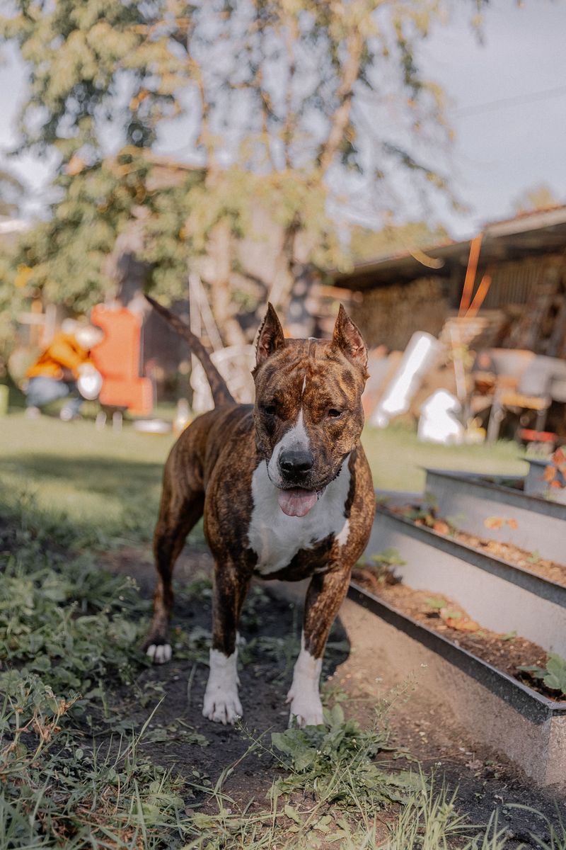 American Staffordshire Terrier: Muscular Friend With Heat Rules