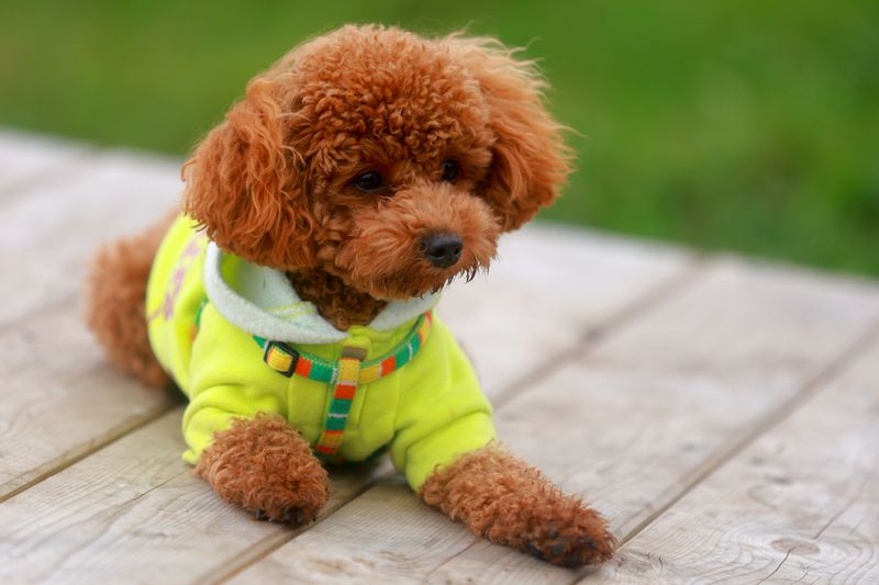 Small body, enormous presence - these toy dog breeds refuse to be treated like accessories 6 Toy Poodle