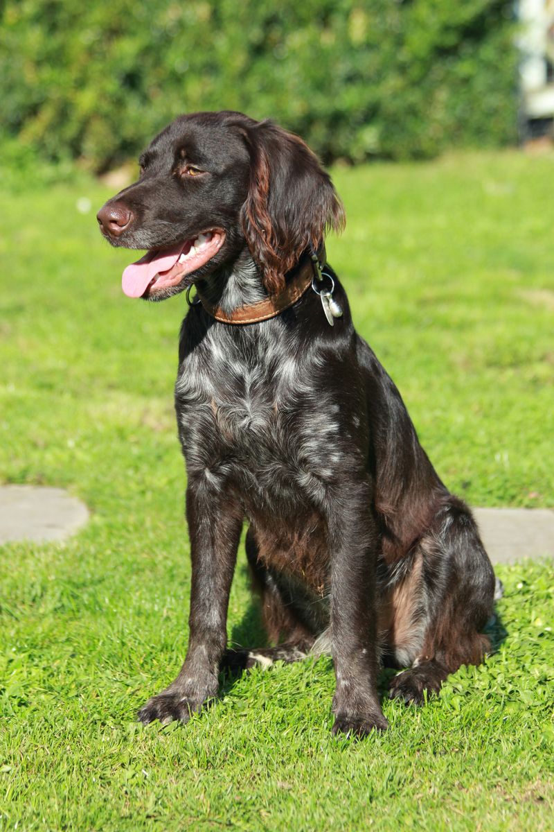 German Longhaired Pointer