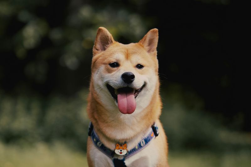 These dog breeds aren't desperate to win you over - and that's exactly why people keep misreading them 3 Shiba Inu