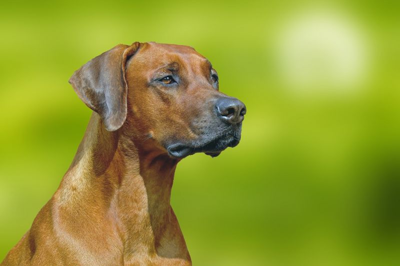 12 dog breeds that don't need to announce every discovery - and may be watching more than you realize 4 Rhodesian Ridgeback