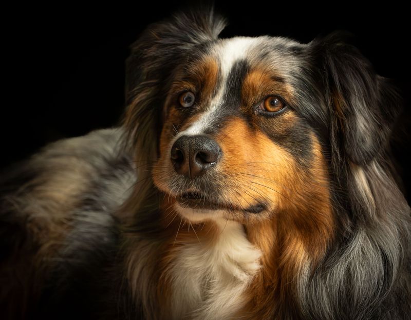 Owners don't need to question where they stand with these remarkably devoted companions 9 Australian Shepherd