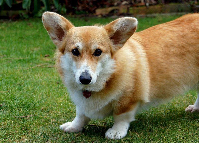 Pembroke Welsh Corgi