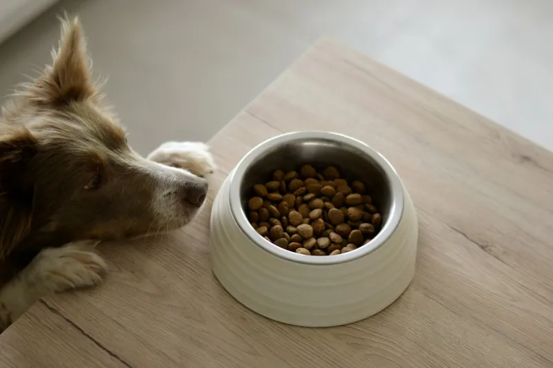 Training when the dog isn't hungry