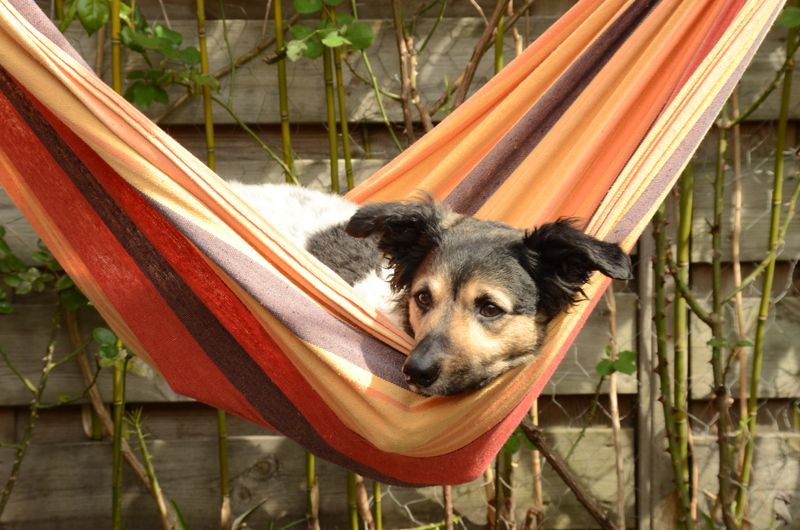 10 hidden scent trails dogs can follow even when humans detect absolutely nothing 6 Another dog's scent carried indoors on shoes