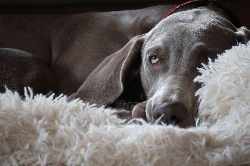 You wanted a dog - You may accidentally get a full-time shadow 4 Weimaraner - The Silver Shadow