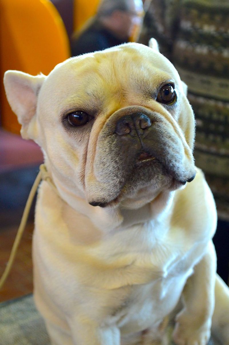 Elevators, footsteps, doors - Some dogs report them all, while these breeds tend to stay quieter 4 French Bulldog