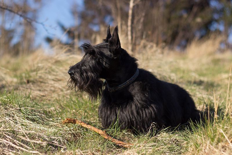 These 13 dog breeds often choose familiar faces over busy playgroups 11 Scottish Terrier