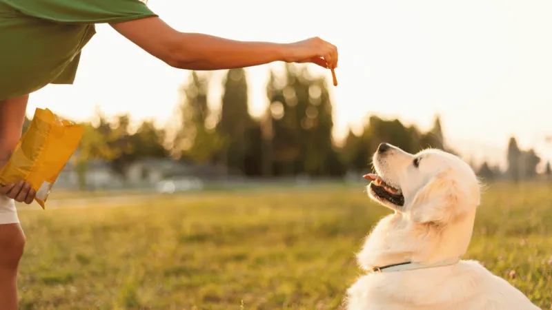 10 Golden Retriever truths owners wish they knew before bringing one home 6 Food obsession is very common