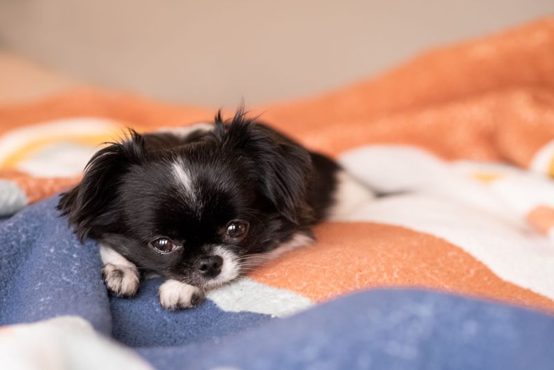 Short on space? These dog breeds may fit your home better than expected 12 Japanese Chin