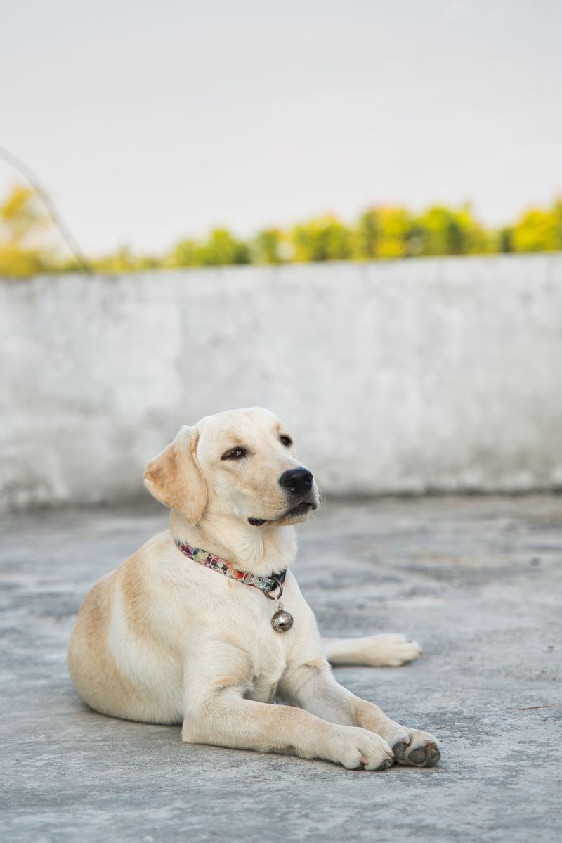 Labrador Retriever