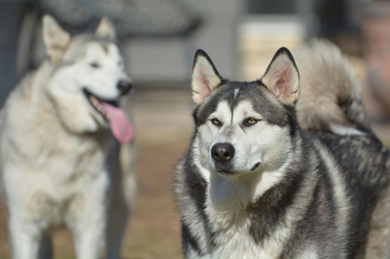 Alaskan Malamute