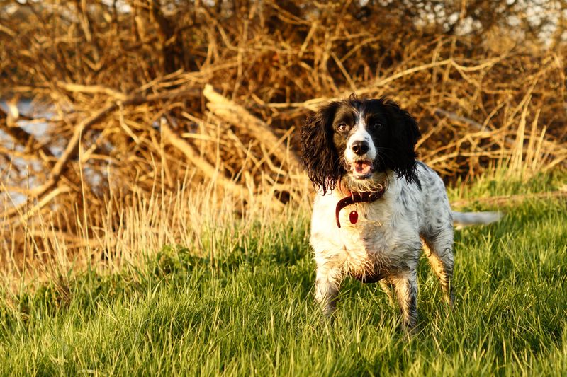 Think your dog has forgotten you're on a walk? Its nose may simply have found a story you can't access 7 English Springer Spaniel - Joyful brush-sweeper