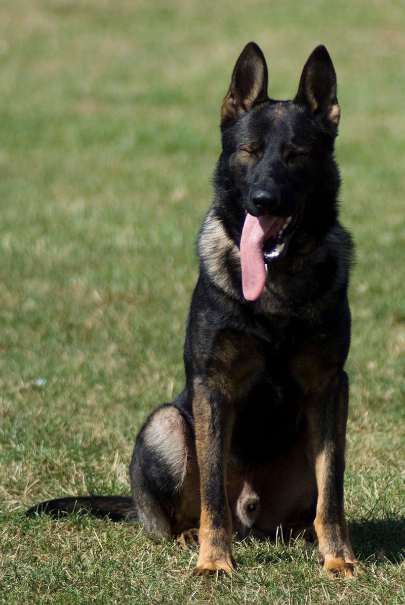 These dogs can enjoy the whole household while making their favorite human painfully obvious 10 German Shepherd