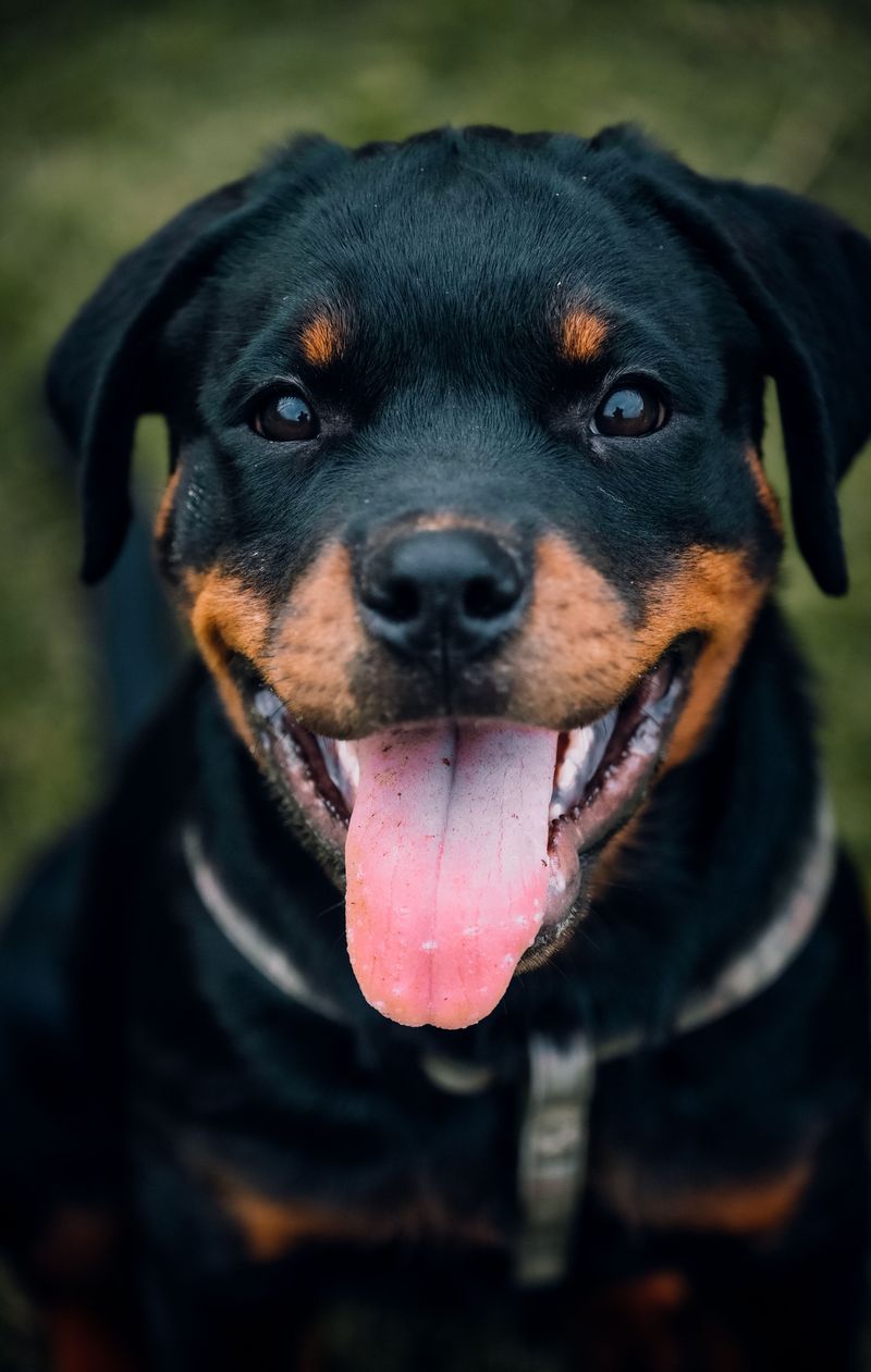 Rottweiler