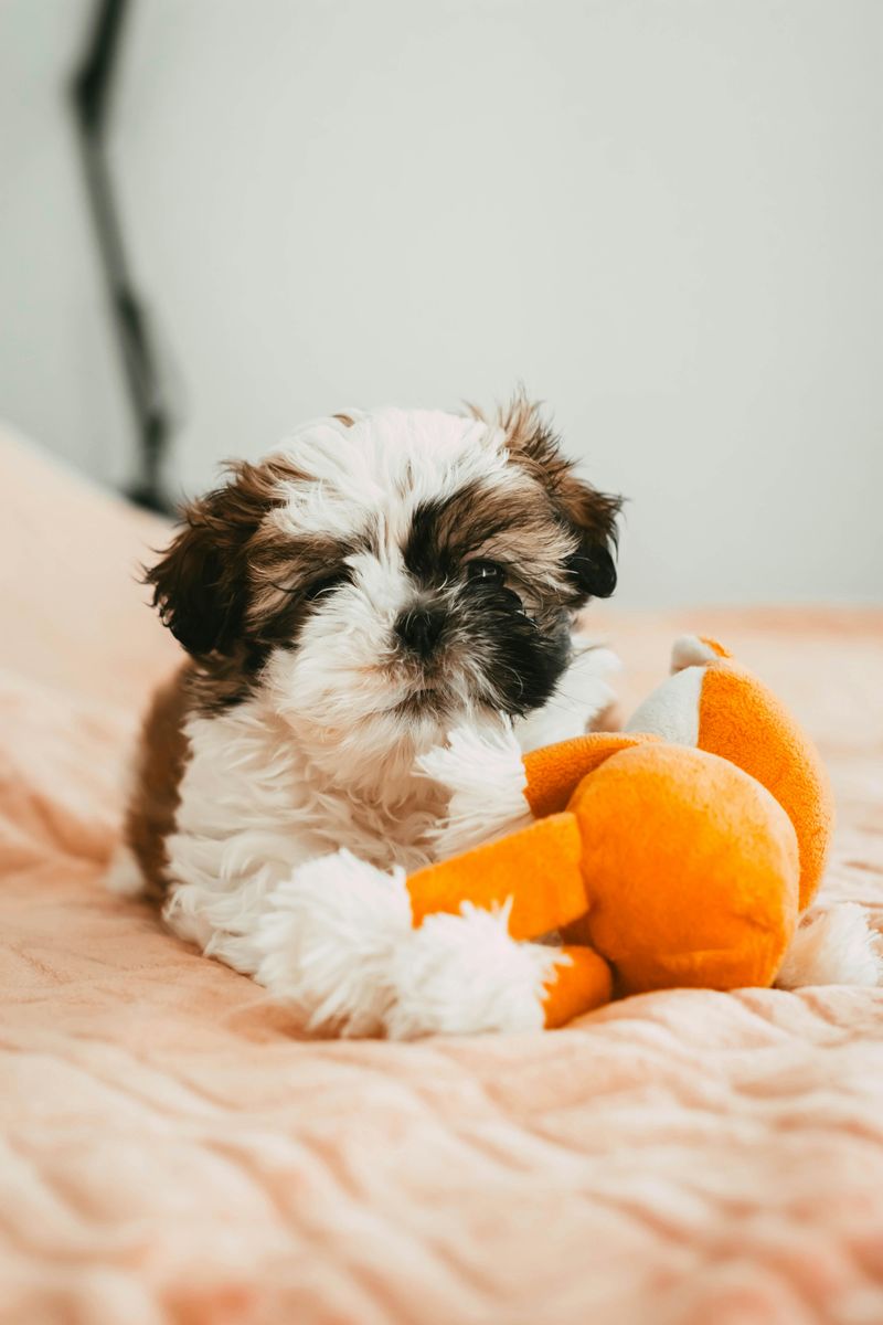 Shih Tzu