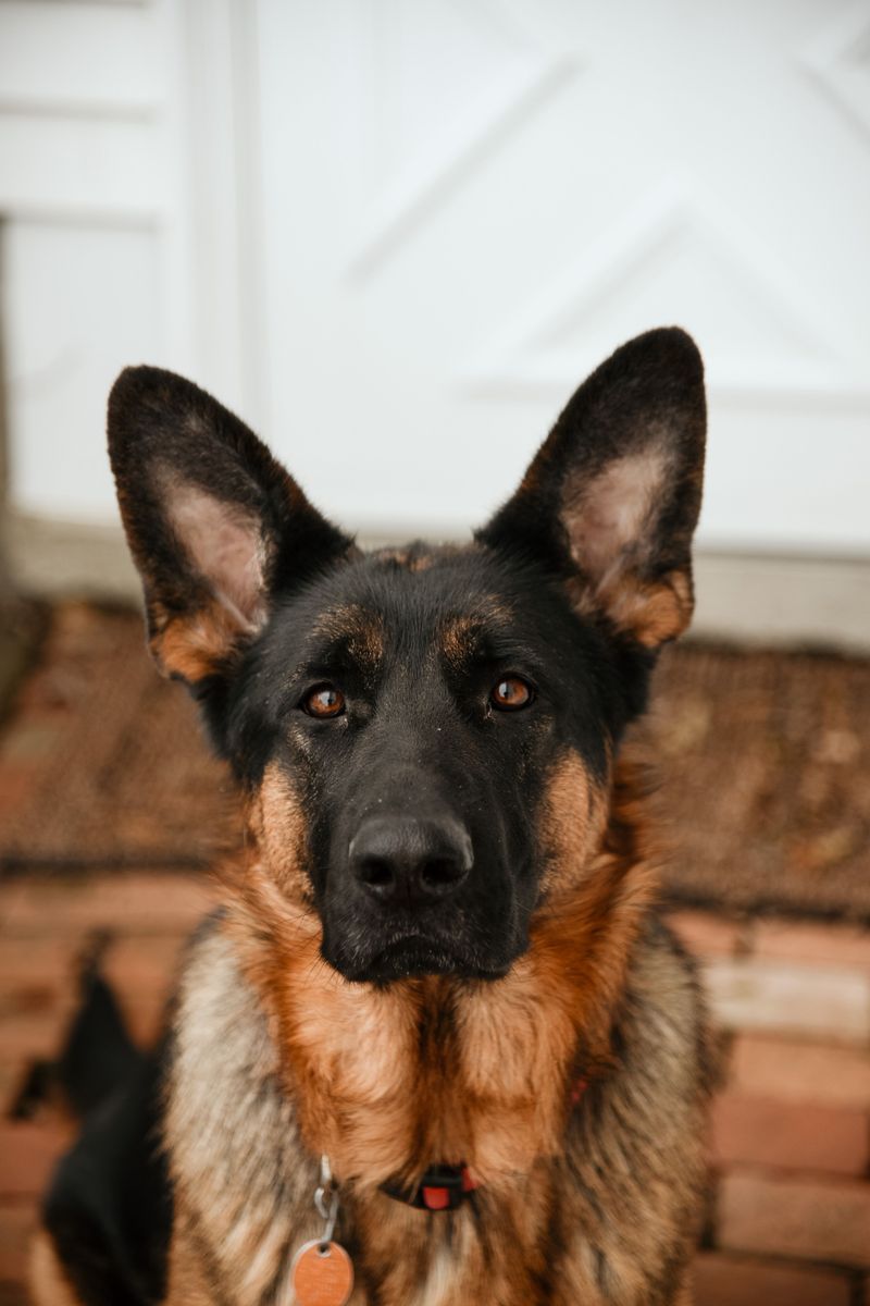 Give these dog breeds clear expectations and watch how quickly chaos can turn into cooperation 3 German Shepherd