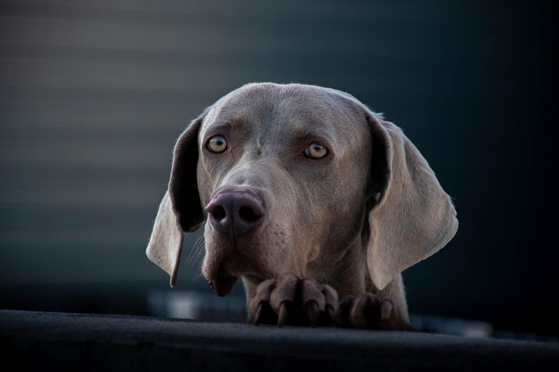 13 dogs that look like they belong on magazine covers - but their personalities may surprise you even more 13 Weimaraner