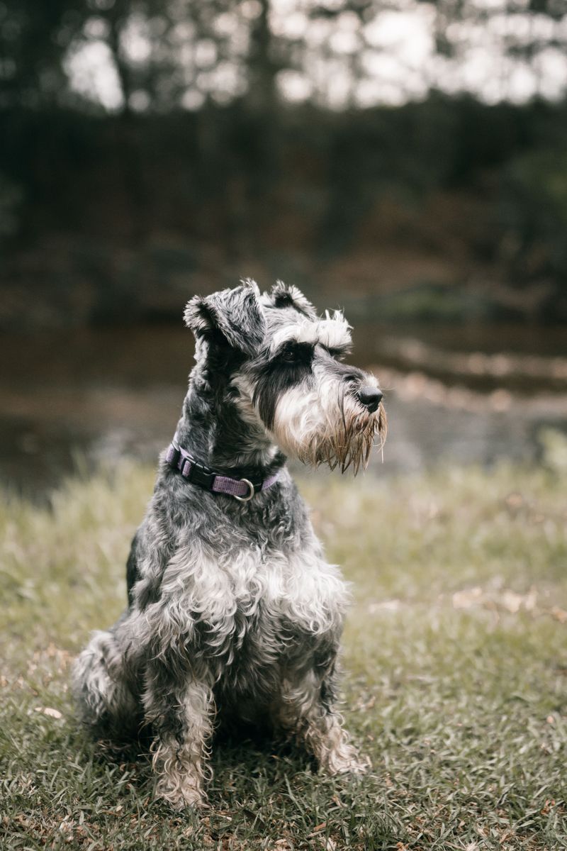 Everyone recognizes the famous breeds - These dogs earn their fans much more quietly 3 Standard Schnauzer