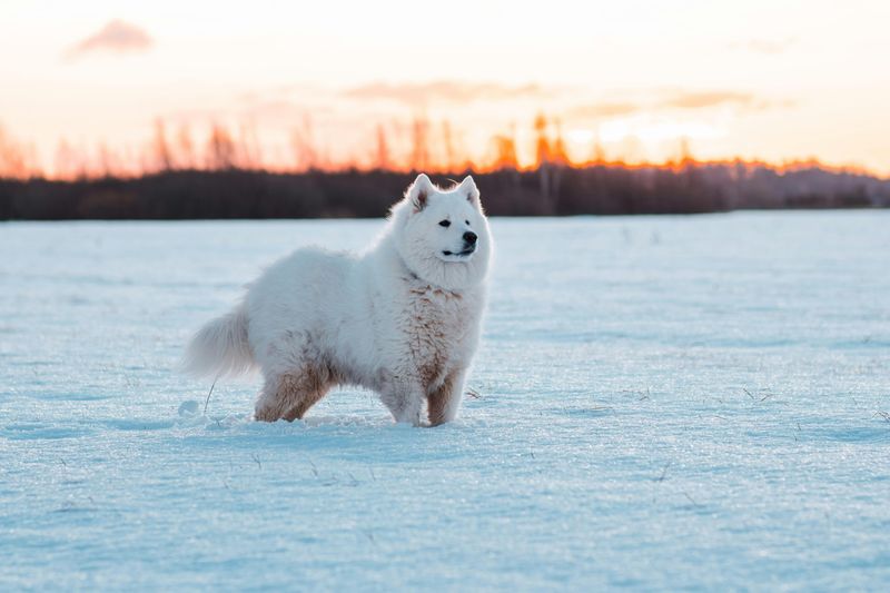 Samoyed