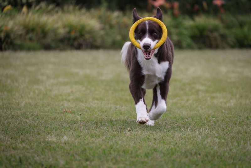 11 breeds that always want to know exactly what's happening around them 3 Border Collie