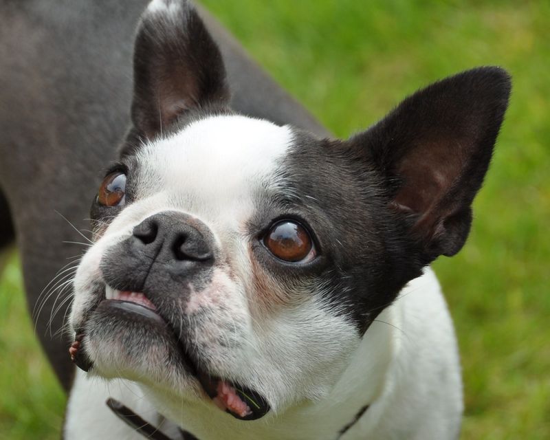Busy households ask a lot from a dog - These breeds often have qualities families appreciate 6 Boston Terrier