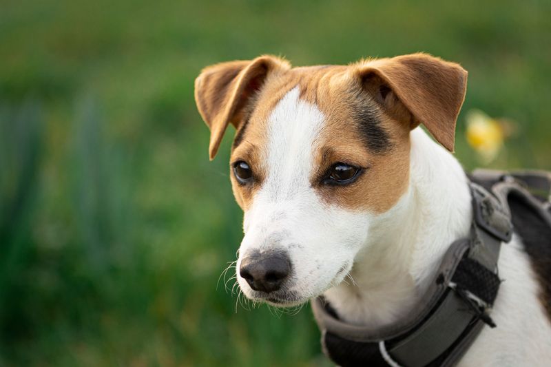 Jack Russell Terrier
