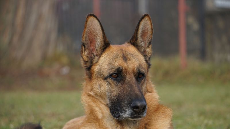 German Shepherd