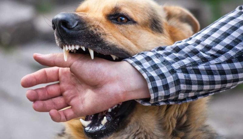 11 signs that can help you tell the difference between quirks and problems 9 The behavior causes injury or damage