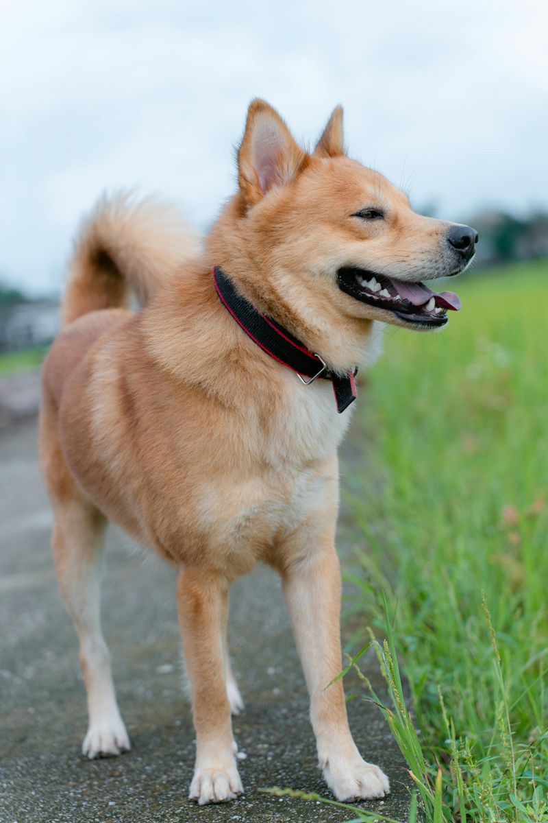 Finnish Spitz